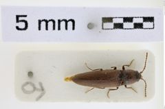 Foto (Dorsalansicht) von Silesis longipennis (NHMW-ZOO-COL-0008759)